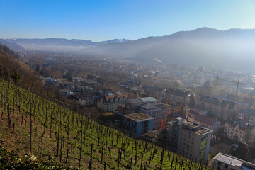 View from a lush green vineyard to the fog-covered city of Freiburg and mountains in the background