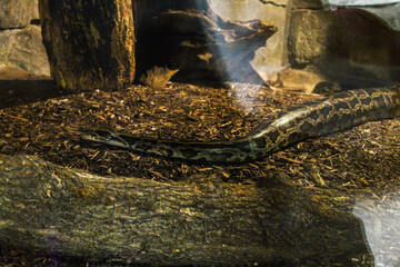 big patterned snake meanders in its enclosure 
