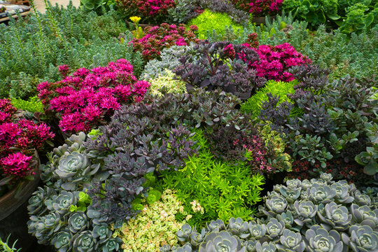 Sedum aizoon