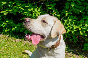 Dog. Portrait of the adorable blond Labrador Retriever. Pets.