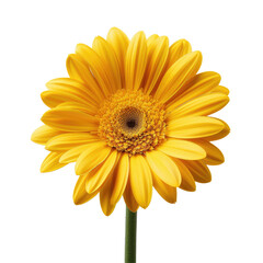 Naklejka premium Yellow Flower Blooms in Studio Setting.