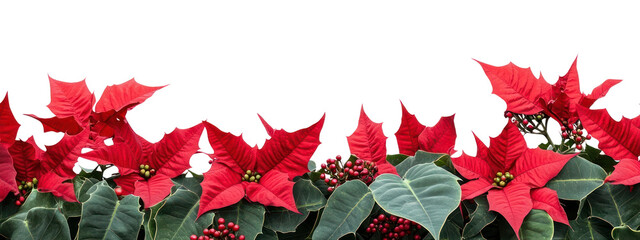 PNG A christmas red flower bottom border flowers nature leaves.