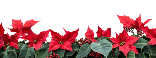 PNG A christmas red flower bottom border flowers nature leaves.