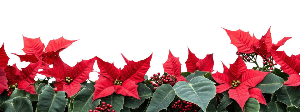 PNG A christmas red flower bottom border flowers nature leaves.