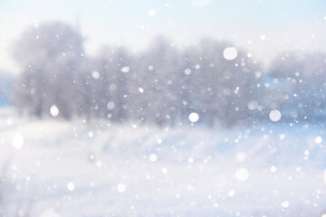 Blurred snow background. Winter landscape. Trees and plants covered with snow.