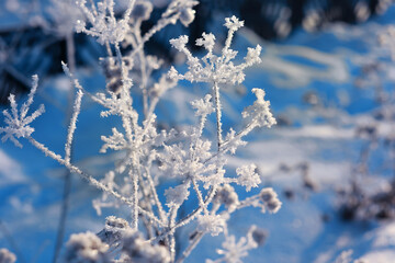 Winter landscape. Trees and plants covered with snow. The beauty of snow covered paths. Snowfall and cooling in tourist areas.