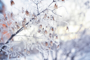 Winter landscape. Trees and plants covered with snow. The beauty of snow covered paths. Snowfall...