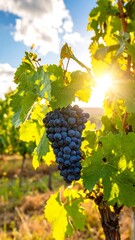Grapevine cluster in sunlight
