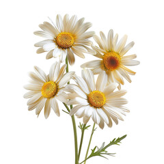 Obraz premium and list of keywords for the image you provided.. Daisies Blooming - Four White Flowers in Bunch - Garden Background, Flora