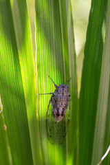 Cicada resting on a green leaf in backlight, enjoying the sunlight