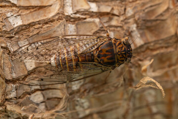 Cicada resting on a tree trunk, displaying intricate wing patterns