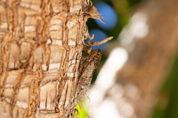 Cicada insect climbing palm tree trunk in nature