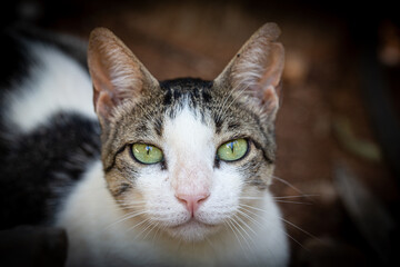 Portrait of tabby cat showing its beautiful green eyes
