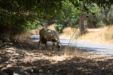 Sheep grazing grass near asphalt road in the shade of a tree