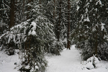 Winter snowy frosty landscape. The forest is covered with snow. Frost and fog in the park.