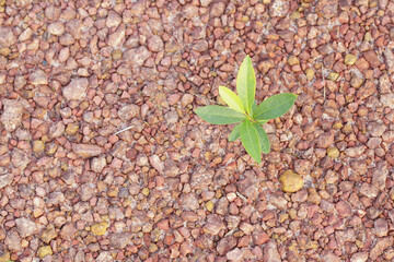green leaves on the laterite or red earth