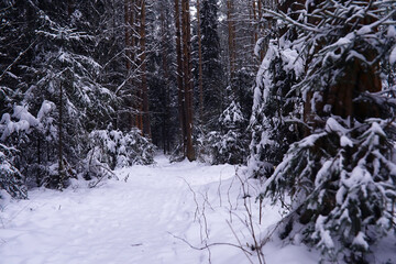 The forest is covered with snow. Frost and snowfall in the park. Winter snowy frosty landscape.