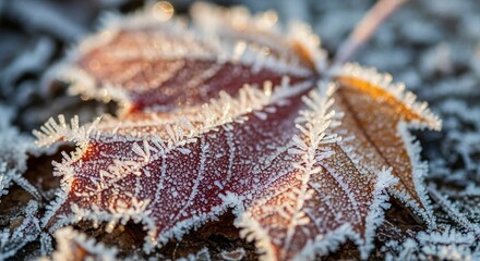 Stunning frost crystals detail a fallen autumn leaf, capturing winter's delicate beauty and crisp morning light.