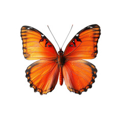 Obraz premium and keyword list based on the image.. Orange Butterfly Resting, Spread Wings Against Dark Backdrop, Still Life