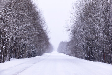 The forest is covered with snow. Frost and snowfall in the park. Winter snowy frosty landscape.