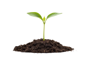 Delicate green seedling emerging from soil, symbolizing growth, new beginnings, and environmental sustainability. Eco-concept.