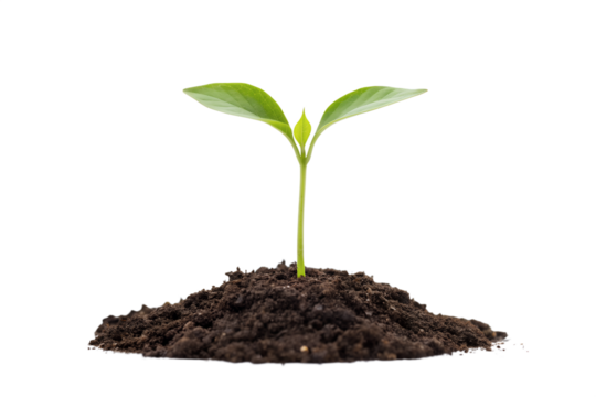 Delicate green seedling emerging from soil, symbolizing growth, new beginnings, and environmental sustainability. Eco-concept.