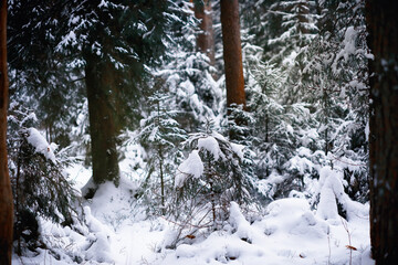 Winter landscape. Trees and plants covered with snow. The beauty of snow covered paths. Snowfall...