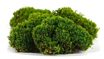Green moss clumps on white background