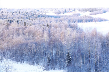 The forest is covered with snow. Frost and snowfall in the park. Winter snowy frosty landscape.