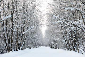 Winter snowy frosty landscape. The forest is covered with snow. Frost and fog in the park.
