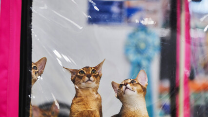 Abyssinian cats looking up at cat show