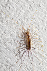 House centipede, Scutigera coleoptrata, crawling on white wood surface