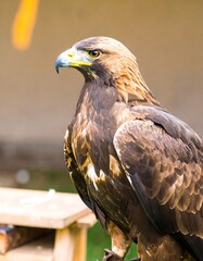Golden Eagle close-up