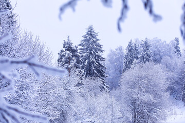 The forest is covered with snow. Frost and snowfall in the park. Winter snowy frosty landscape.