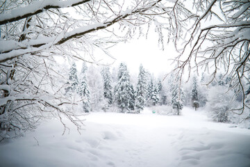 Winter snowy frosty landscape. The forest is covered with snow. Frost and fog in the park.