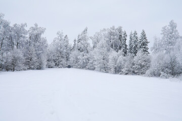 Winter snowy frosty landscape. The forest is covered with snow. Frost and fog in the park.