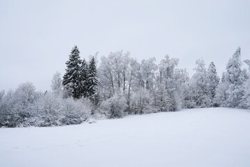 Winter snowy frosty landscape. The forest is covered with snow. Frost and fog in the park.
