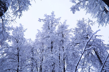 The forest is covered with snow. Frost and snowfall in the park. Winter snowy frosty landscape.