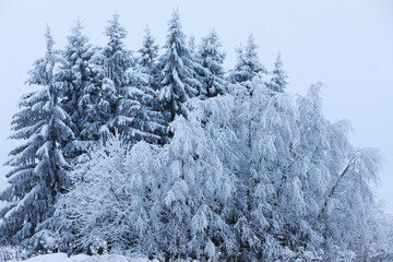 Winter snowy frosty landscape. The forest is covered with snow. Frost and fog in the park.
