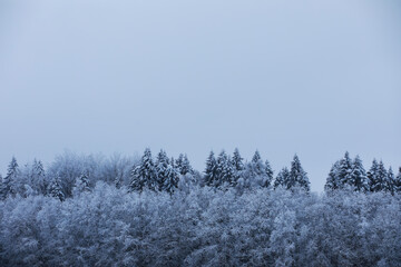 Winter snowy frosty landscape. The forest is covered with snow. Frost and fog in the park.