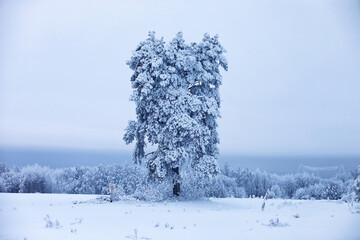 The forest is covered with snow. Frost and snowfall in the park. Winter snowy frosty landscape.