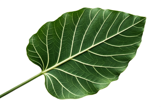 Close-Up of a Vibrant Green Leaf Intricate Veins and Natural Patterns on White Background