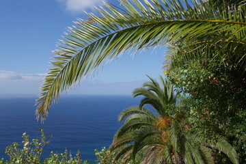 Palmen an der Küste von Teneriffa bei Jardin del Sol in Tacoronte