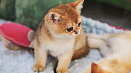 Golden british shorthair kitten sitting on soft blanket