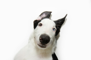 Funny portrait puppy dog belly up and making a funny face. Isolated on white background