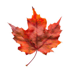 Fototapeta premium and keyword list based on the image.. Fall Maple Leaf Showing Color Change Isolated on a Black Background.
