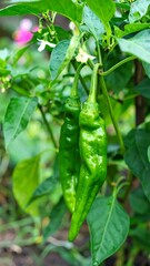Green peppers on the vine