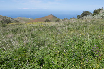 Blumen im Tenogebirge auf Teneriffa
