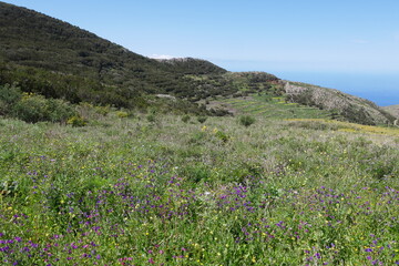 Blumen bzw Wildblumen bei Teno auf Teneriffa im Tenogebirge