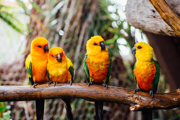  Group Brightly Colored Tropical
